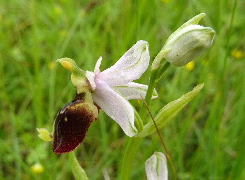 Ophrys holosericea subsp. holosericea